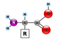 Axit Amin (Amino Acid)